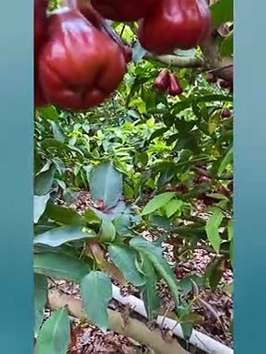 Fresh Fruit Cutting Oddly Satisfying Fruit Cutting v01