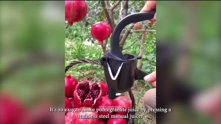 Fresh Fruit Cutting Oddly Satisfying Fruit Cutting v03