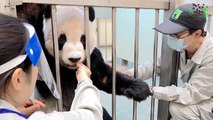 China Panda Experts Find Taipei Zoo's Tuan Tuan in Better Health - TaiwanPlus News