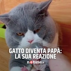 Questo gatto è diventato papà: il simpatico video della sua reazione