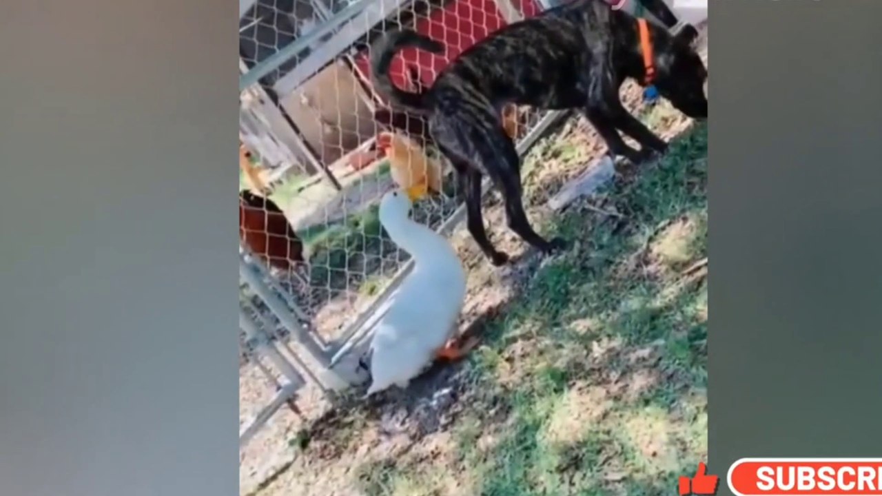 Funny Animal Video 2022  funniest cats and dogs video