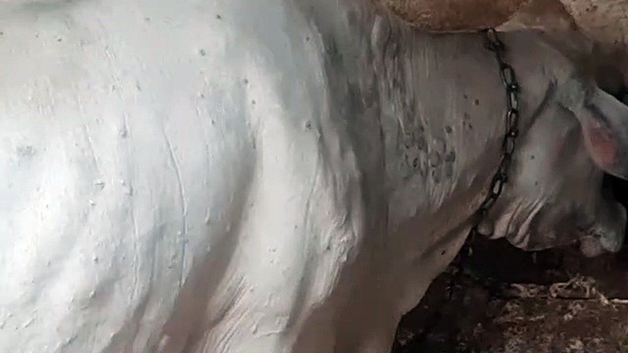 नौ हजार गोवंशों को निगलने के बाद विदा हुआ लंपी वायरस