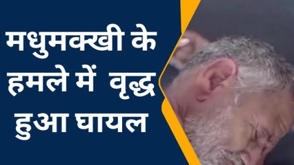 दतिया: मधुमक्खी के झुंड ने वृद्ध पर बोला हमला,बिगड़ी हालत