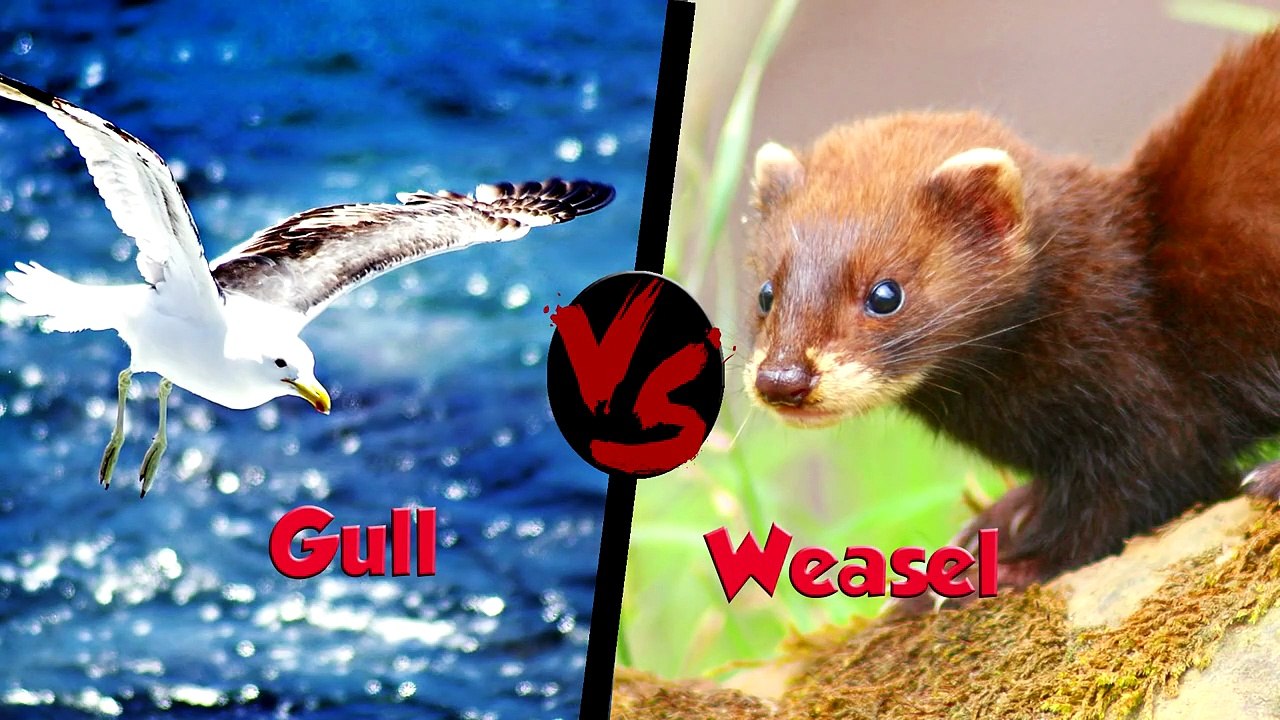10-CRAZIEST-Animal-Fights-Caught-On-Came_14