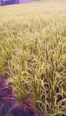 Chora_marde_Sahar_ke_baat_Gaaw_ke_aage_ka_aukaat#gaaw_#village_#villagelife_#gaawa_#bihar_#biharibabu_#bihariji_#biharimemes_#bihariheroz_#ekbihari_#biharibabu