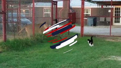 Aslana kafa tutan kedi viral oldu