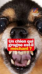 Un chien qui grogne est méchant ?