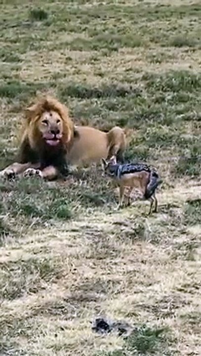 The lion king