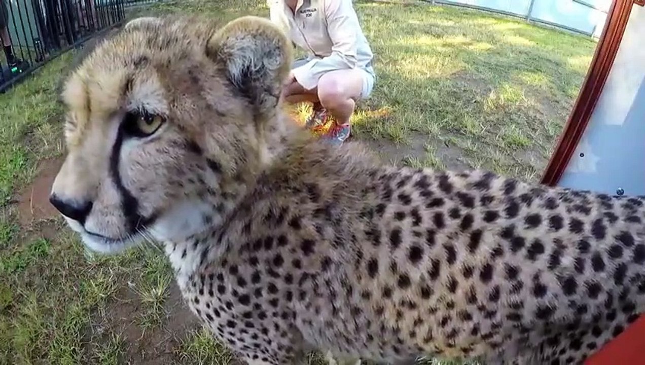 Crikey! It's the Irwins - Se1 - Ep09 - Race to Save the Platypus HD Watch HD Deutsch