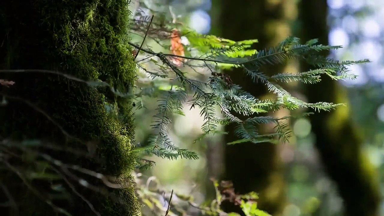 Killer in Question - Se1 - Ep01 - The Hunted HD Watch HD Deutsch