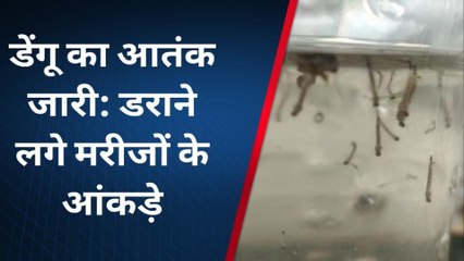 ग्वालियर: शहर में डेंगू का आतंक दिन-ब-दिन बढ़ रहा, देखिए क्या है ताजा आंकड़े
