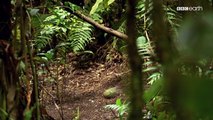 Vũ điệu của loài vật 1