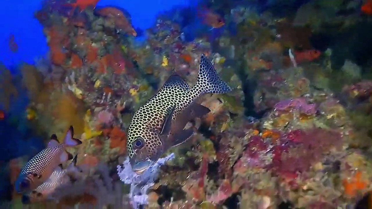 Great Blue Wild - Se2 - Ep03 - Giants of Palau HD Watch HD Deutsch