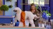 Rebel Wilson's Pooch Perfect - Se1 - Ep08 HD Watch HD Deutsch