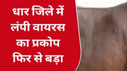 धार : नहीं थम रहा लंपी वायरस का कहर,प्रशासन का टीकाकरण अभियान जारी