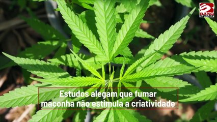 Estudos alegam que fumar maconha não estimula a criatividade