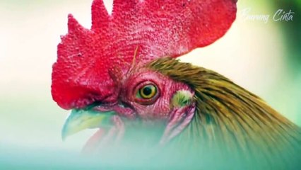 TERNYATA BEGINI!! KEHIDUPAN AYAM HUTAN DI ALAM LIAR