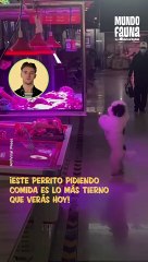 Tierno gesto: perrito junta sus patitas delanteras para pedir comida