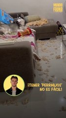 Travesuras: un trío de perritos destroza la sala de su dueño