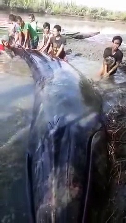 The locals gotong royong released the stranded whale on the river bank