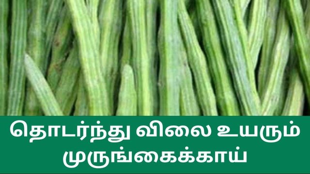 சேலம்: தொடர்ந்து விலை உயரும் முருங்கைக்காய்