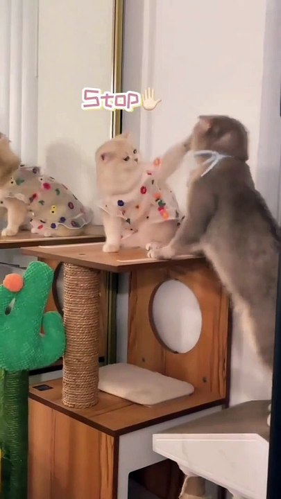 very adorable cats, love each other