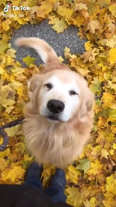 16 Minutes of Only Adorable Animals
