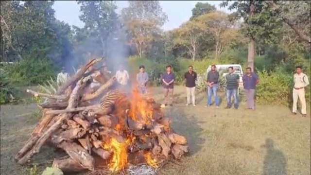 umaria news : बांधवगढ़ टाइगर रिजर्व के 13 साल के बाघ की मौत, डाग स्क्वायड से घटना स्थल की जांच