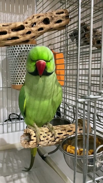 Parrot shorts