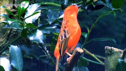 Bird information new style 4k