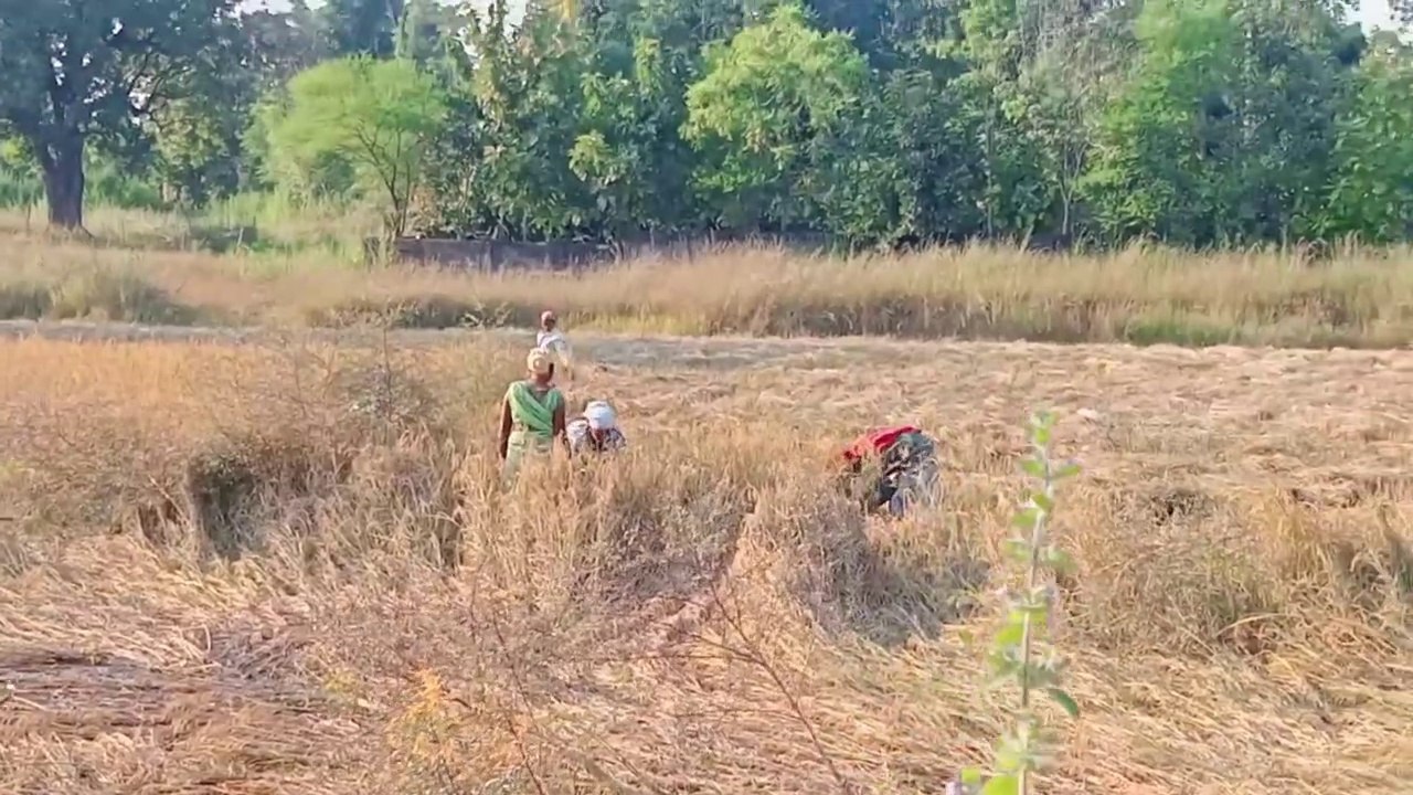 आज खेत मे धान कटाई हुआ •Agriculture | Farming blog  ❤️