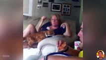 Video Hewan Lucu | Reaksi kucing dan anjing yang lucu | Kucing Lucu