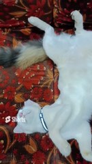 Cute Cat is sleeping after heavy meals!!!!