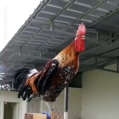 indonesia ayam jantan