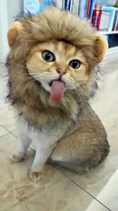 fun video cat - canda.hewan