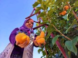 Denizli'de bu yıl 15 bin ton cennet hurması hasat edilecek