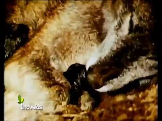 Ambição Capitulo 83 Dublado.Ultimos Capitulos