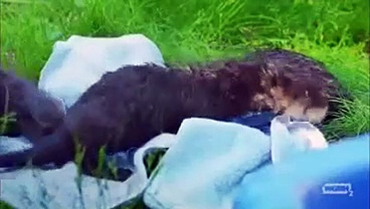 Nature - Se36 - Ep02 HD Watch HD Deutsch