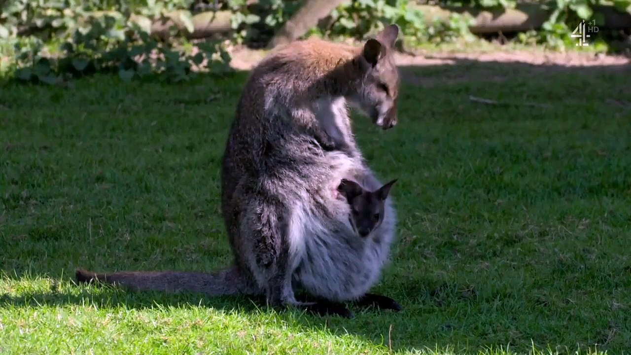 Spring at Jimmy's Farm - Se1 - Ep01 HD Watch HD Deutsch