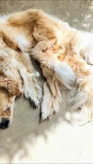 Il transforme son chien décédé en tapis... un peu glauque