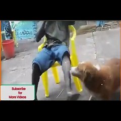 Funny  Dogs   Videos \ Caught Funny Dogs Moments