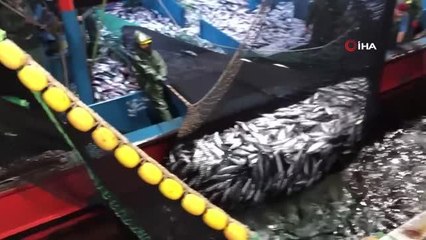 Karadeniz'de palamut avcılığının 15 gün daha sürmesi bekleniyor