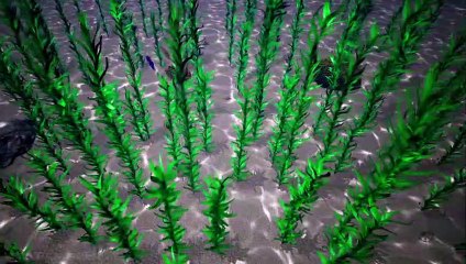 THE GREAT BARRIER Official Trailer (TBA) 4K