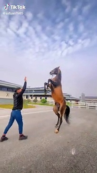 Unseen Horse Talent!