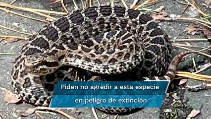 Hallan víbora de cascabel en Parque Bicentenario de Metepec
