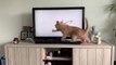 Cute cat cat  a collection of videos of funny cats that make you really laugh cute buzzing