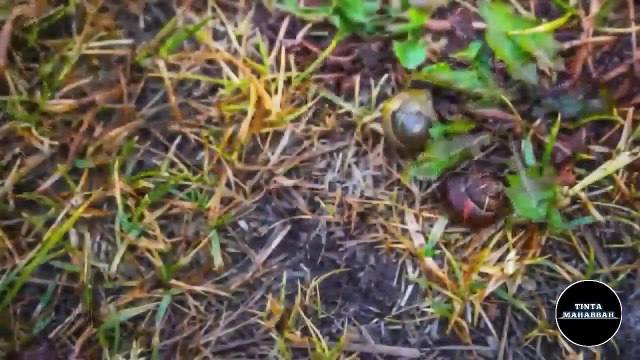 IMAM MAHDI (NOT PROPHET ISA): DIFFERING VIEWS ON THE TRUE IDENTITY OF IMAM MAHDI