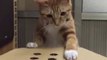 Best Viral Cute CatsFunny Fail ops Moments Clips #shorts Video #trending #funny #animals #reels