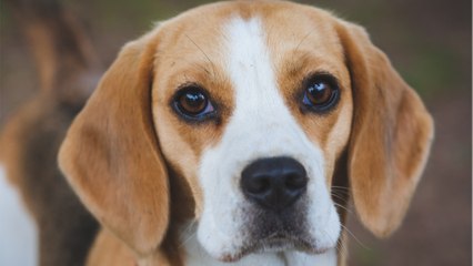 Shelter’s heartache as this dog grew too big for his family and got relinquished