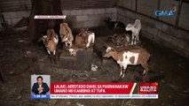 Lalaki, arestado dahil sa pagnanakaw umano ng kambing at tupa | UB